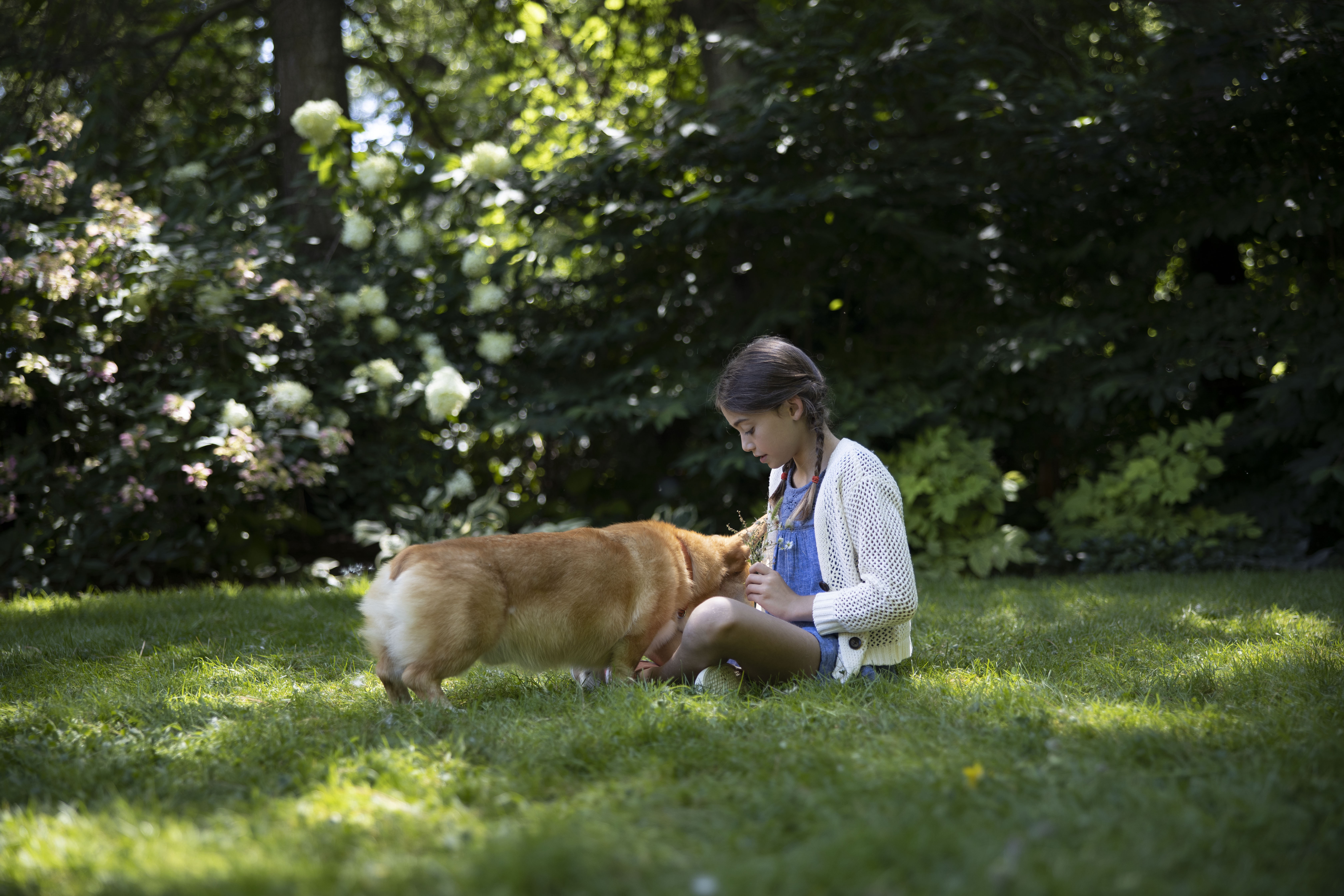 Happy corgi enjoying time with parent